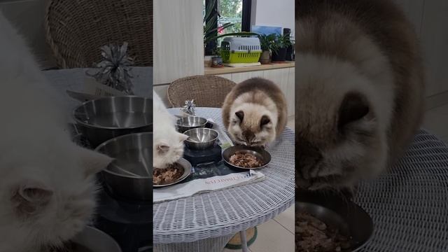 Bo and lily dinner смотреть онлайн