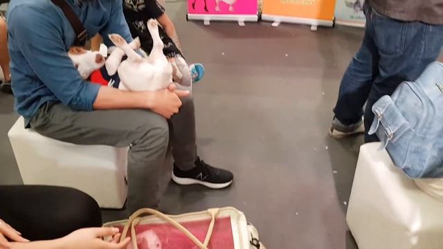 Гигантский кролик и песики в нарядах😊.Выставка.Бангкок смотреть онлайн
