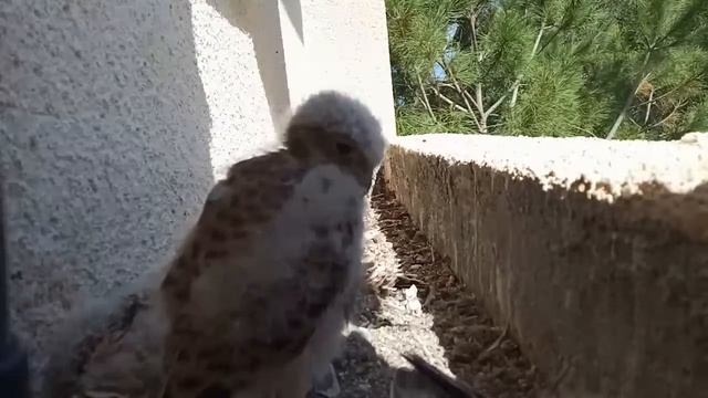 Common Kestrel nest | Гнездо сокола пустельги смотреть онлайн