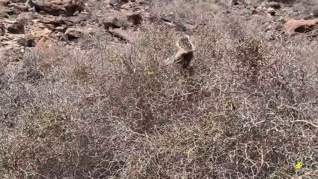 Магрибская белка/Atlashörnchen смотреть онлайн