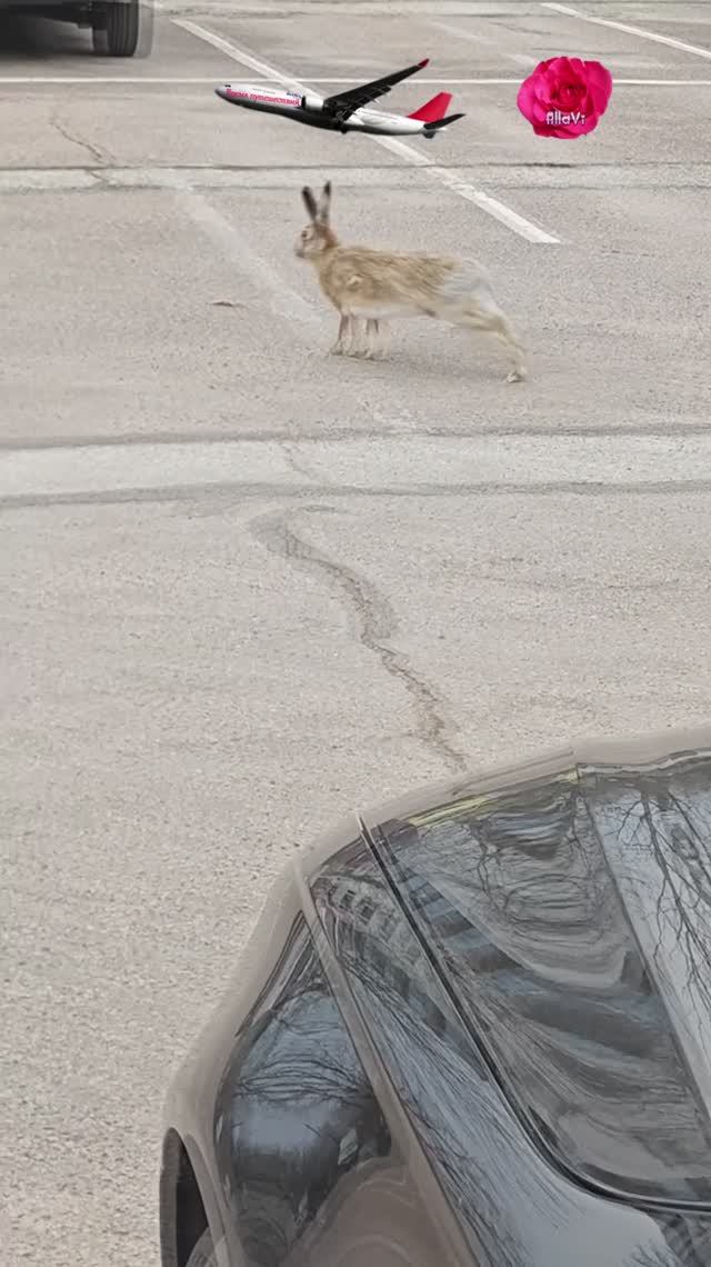 Заяц в городе на автостоянке смотреть онлайн