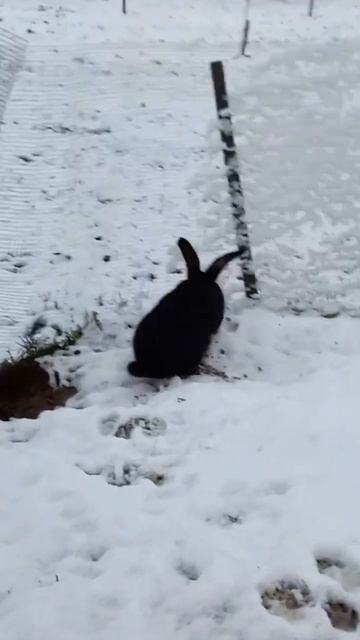 Bunny playing in the snow ❄️🐰 #bunny #cutebunny #snowbunny смотреть онлайн