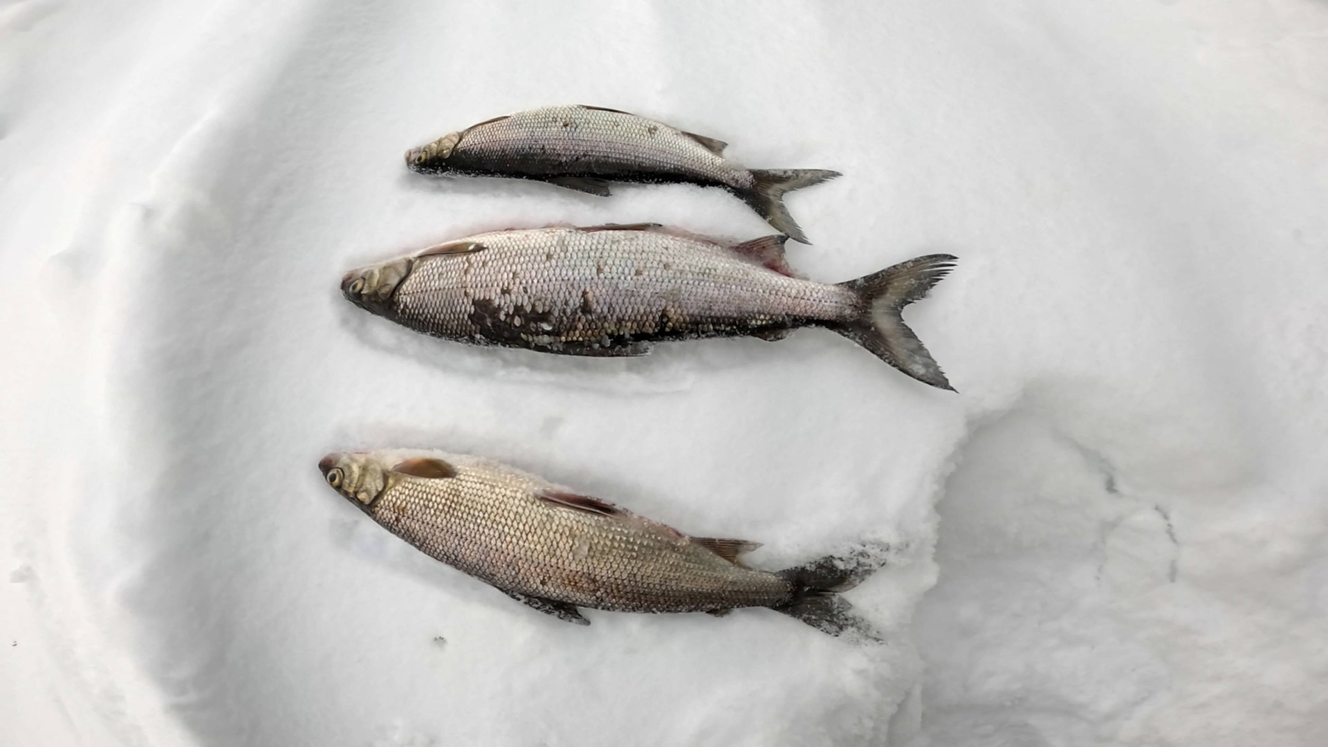 РЫБАЛКА С ПОДВОДНОЙ КАМЕРОЙ | СИГ, НАЛИМ смотреть онлайн