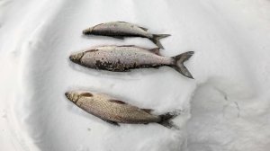 РЫБАЛКА С ПОДВОДНОЙ КАМЕРОЙ | СИГ, НАЛИМ