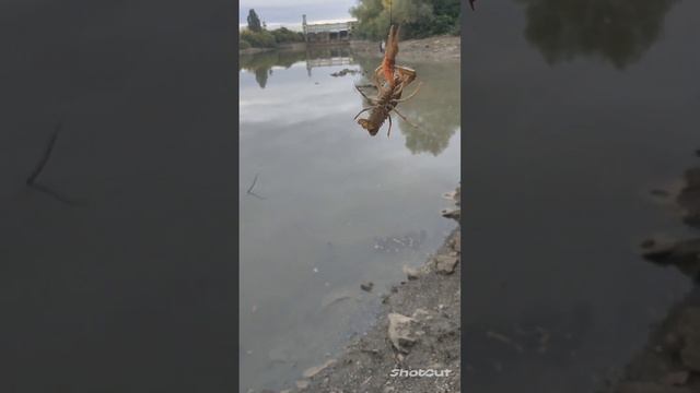 ловим на спиннинги окуней и щук на джиг и вертушку иногда попадаются раки и мидии смотреть онлайн