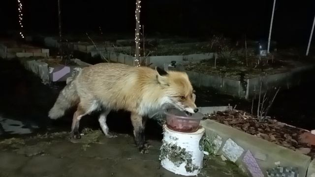 (988) Лиса приходит в гости. Март 2025 смотреть онлайн