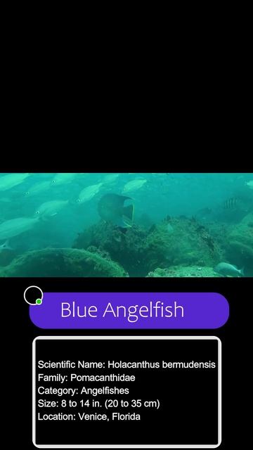 Blue Angel facts #shorts смотреть онлайн