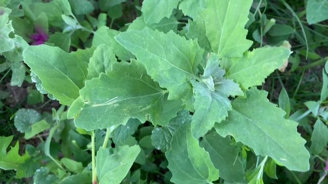 Лебеда в пищу. смотреть онлайн