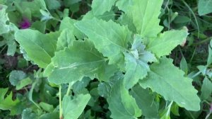 Лебеда в пищу.