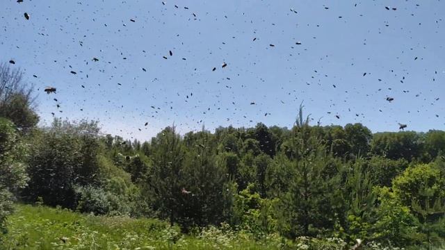 Когда пчёлы роятся) смотреть онлайн