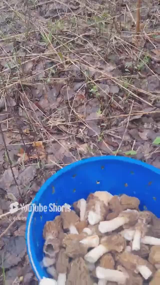 Сбор грибов. Сморчковая шапочка ( virpa bohemika ) #shorts смотреть онлайн