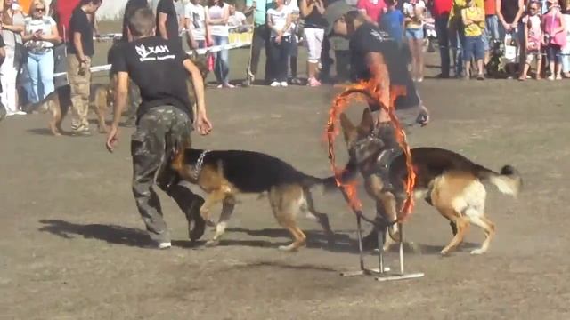 Команда Служебных Собак КСС "Кировоград" (3 из 3) смотреть онлайн