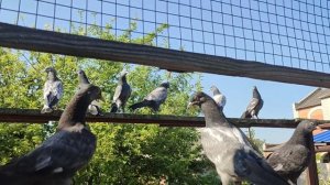 Пакистанские высоколетные голуби. Молодежь 2023 года.