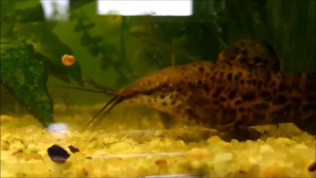 Megalechis thoracata 1 смотреть онлайн