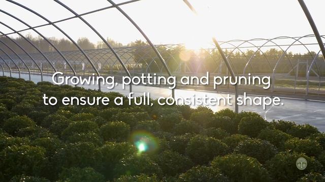 Sheridan Nurseries: Sensational Boxwood смотреть онлайн