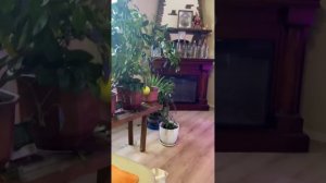 Досвечивание фитолампой цитрусовых. Когда посвечивать лимон!