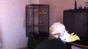 Какаду танцует под детскую песенку