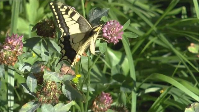 Swallowtail Butterfly Papilio machaon feeding in a Swiss Meadow смотреть онлайн