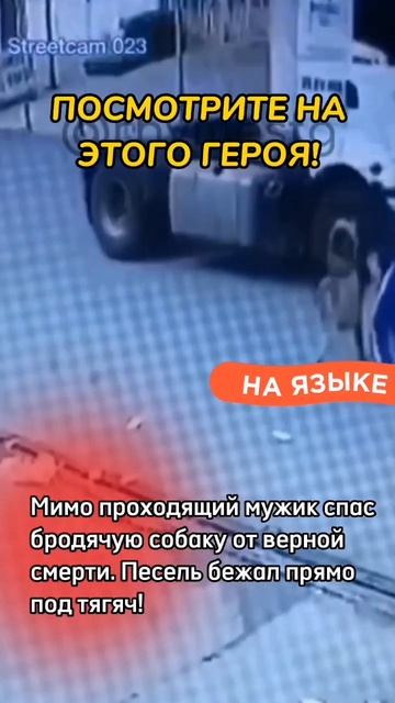 Мужчина спас собаку ! смотреть онлайн