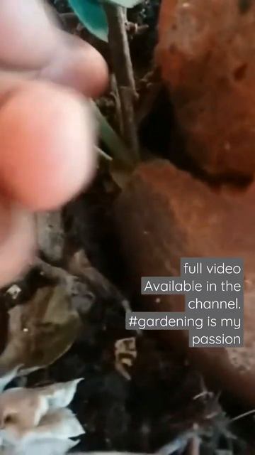 layering method propagation of #rose #rosé #gardening #garden