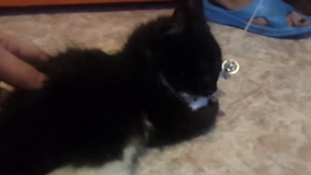 Зверюга смотреть онлайн