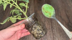 1 ЛОЖКУ и РАССАДА никогда не ВЫТЯГИВАЕТСЯ, рассада всегда жирная и коренастая с толстым стволиком