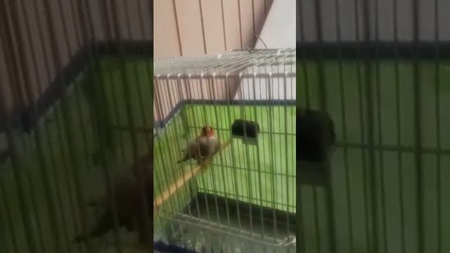 Щегол седоголовый. смотреть онлайн
