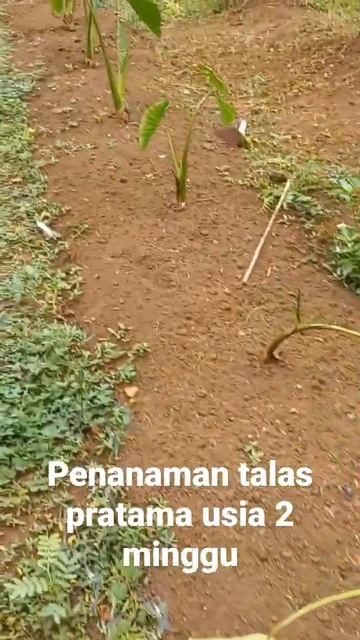 Penanaman Talas Pratama 2 Umur 2 Minggu #TarunaResik
