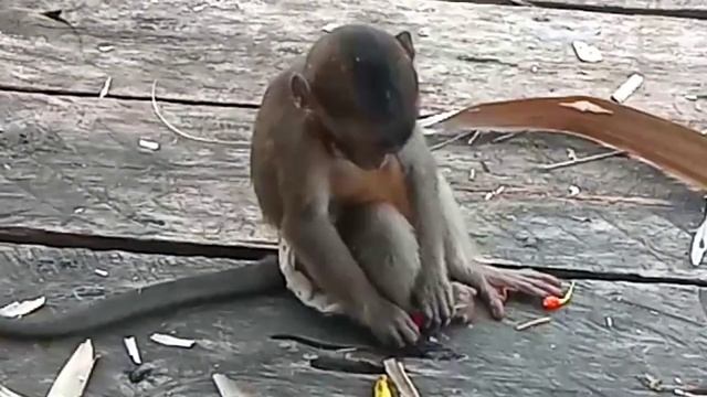 monkey and chili #21 смотреть онлайн