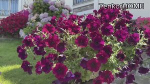 Сорта Петуний , которые больше сажать не буду!