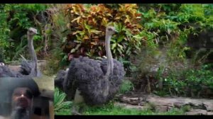 Чем в домашних условиях нужно кормить страуса