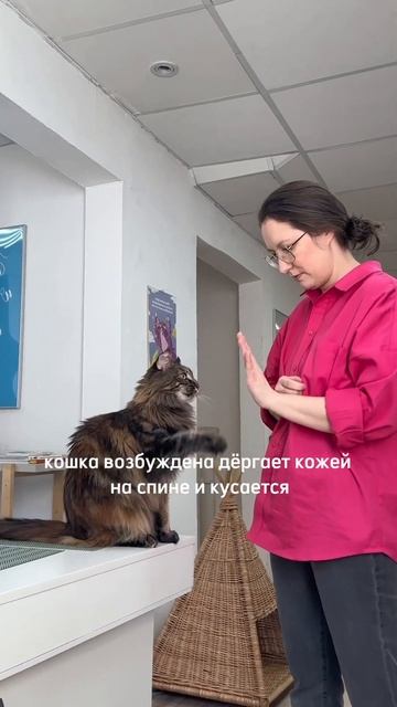 Обучение кошки смотреть онлайн