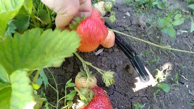 Братина Болгарская, сравнение с Чаморой и Комратом смотреть онлайн