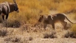 Lion attack oryx & Deer grass is eat &Discovery tv24