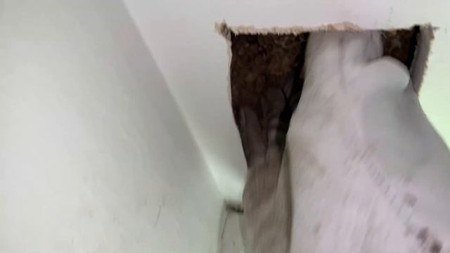 Yellow Jacket Nest Removal Inside House - Wasp Sting - Wasp Queen смотреть онлайн
