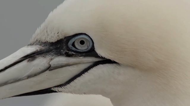 Gannet | Seabird | Animals | No Copyright video | Stock Footage смотреть онлайн
