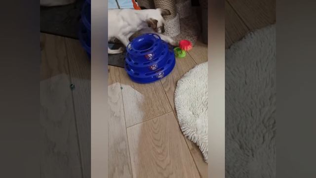 Любимая игрушка. смотреть онлайн