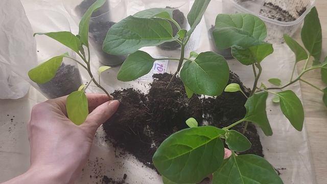 ПИКИРУЮ БАКЛАЖАНЫ ТОЛЬКО ТАК🍆УРОЖАЙ СНИМАЮ ВЁДРАМИ смотреть онлайн