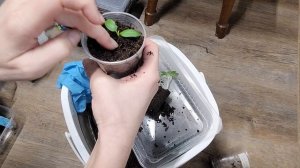 Пикировка перца.