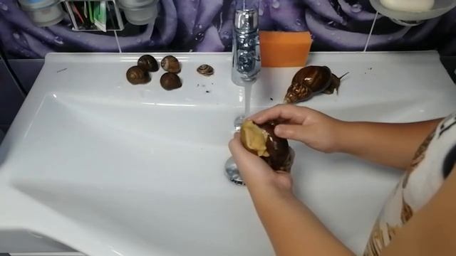 как мыть улиток и чем кормить #улитки# смотреть онлайн