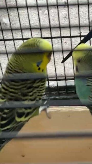 There are mating #mating #parakeets #trending #shorts #cute #birds #lovebird смотреть онлайн