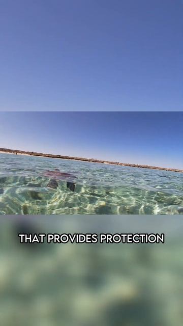 Sea Turtle | The Sea Wanderer смотреть онлайн