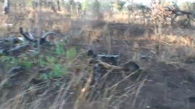 bowhunting dingoes,pigs ;jason dingo and pig at lilly.wmv смотреть онлайн