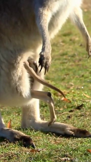 Baby Kangaroo's First Moments of Life #babykangaroo #education смотреть онлайн