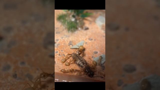 Camponotus Fedtschenkoi hunting cricket смотреть онлайн