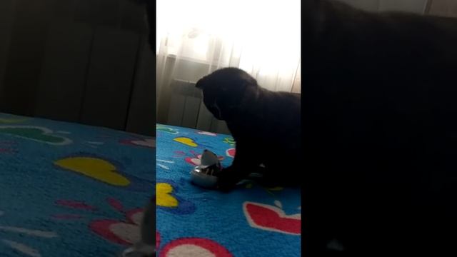 Моя кошка Мошка смотреть онлайн