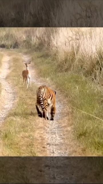 Tiger Attack Fawn(Deer Cubs). please subscribe my YouTube #cats #animal #tiger #viral #ranthambor смотреть онлайн