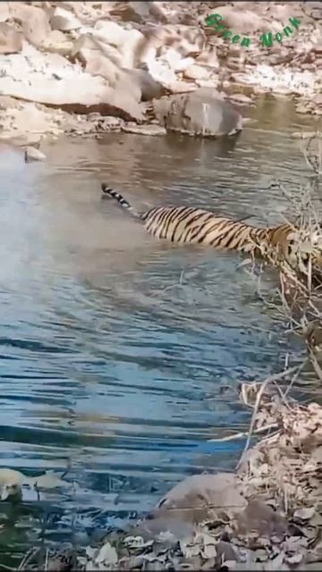 "Regal Relaxation: Majestic male tiger finds solace in the soothing waters" #wildlifephotoghraphy смотреть онлайн