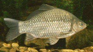 РР4: Ладожское озеро -Трофейный Карась, Русская Рыбалка 4 (80 серия)