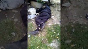 Алкаш и дети